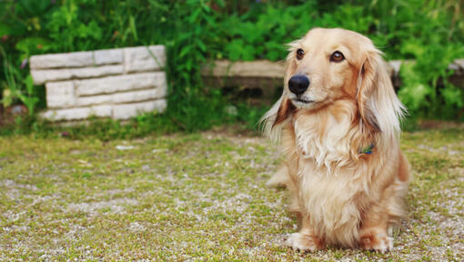 Curly long haired clearance dachshund